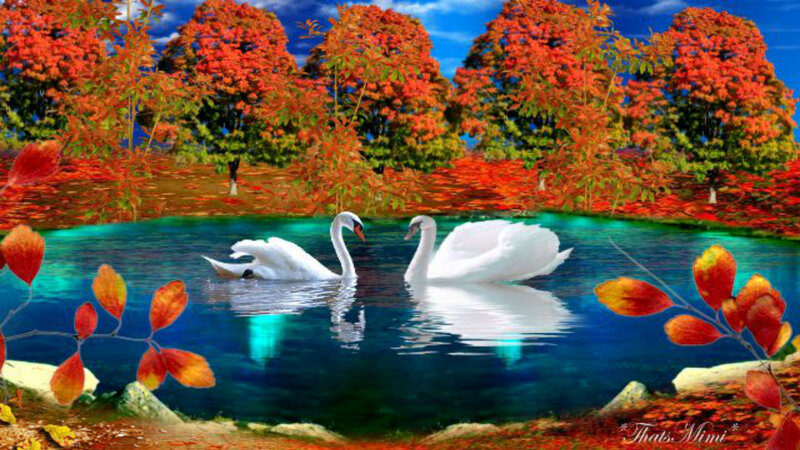 Two Swans in Pond — Blue, Serene