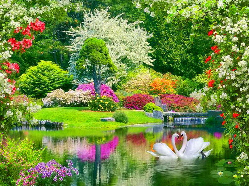 Two Swans in Pond — Green, Serene, Spring, Photograph