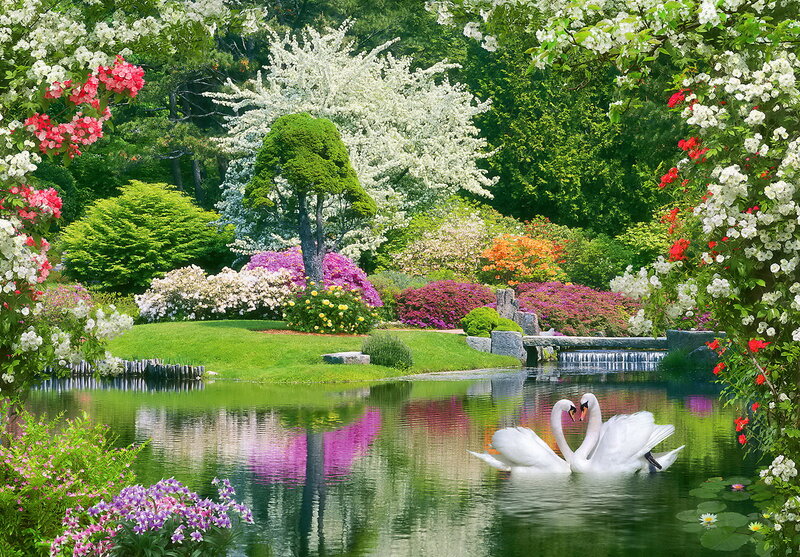 Two Swans in Pond — Green, Serene, Spring