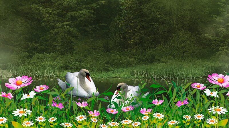 Two Swans in Pond — Green, Serene