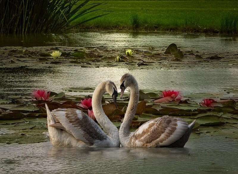 Two Swans in Pond — Green