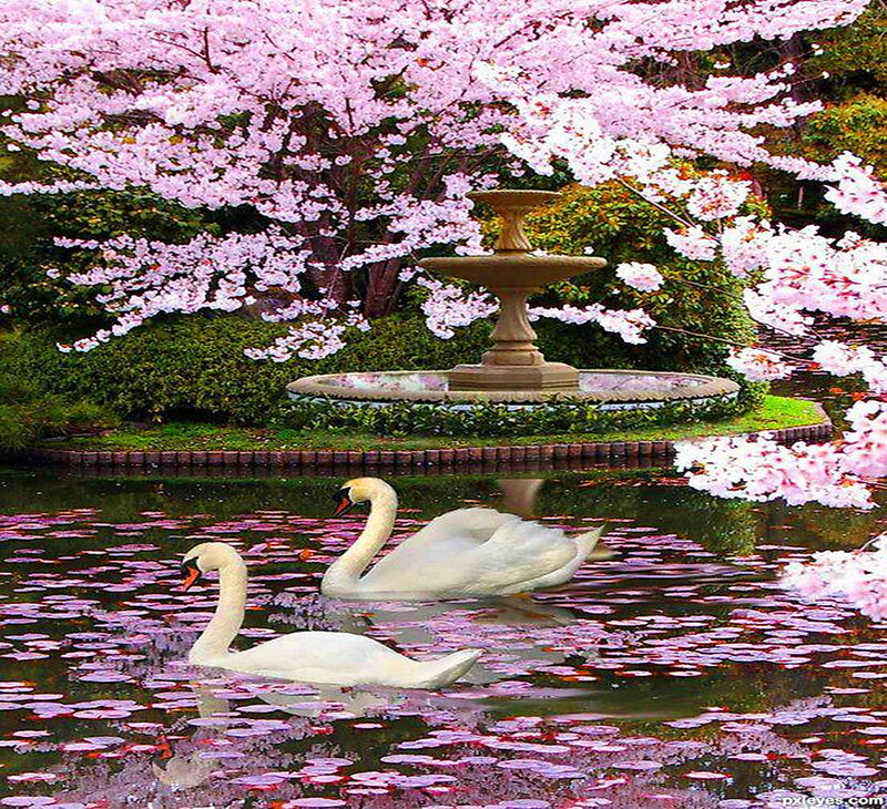 Two Swans in Pond — Pink