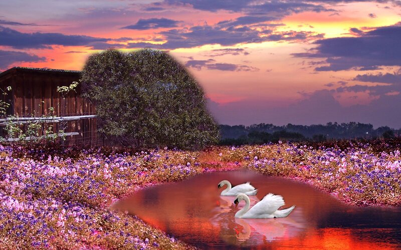 Two Swans in Pond — Purple, Serene, Sunset
