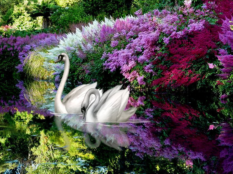 Two Swans in Pond — Purple