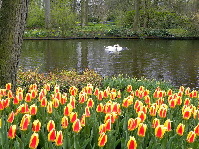 Two Swans in Pond — Red