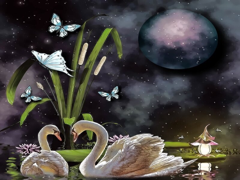 Two Swans in Pond