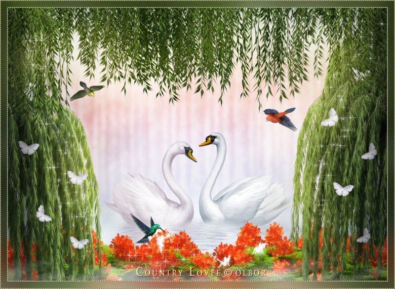Two Swans in Pond — White