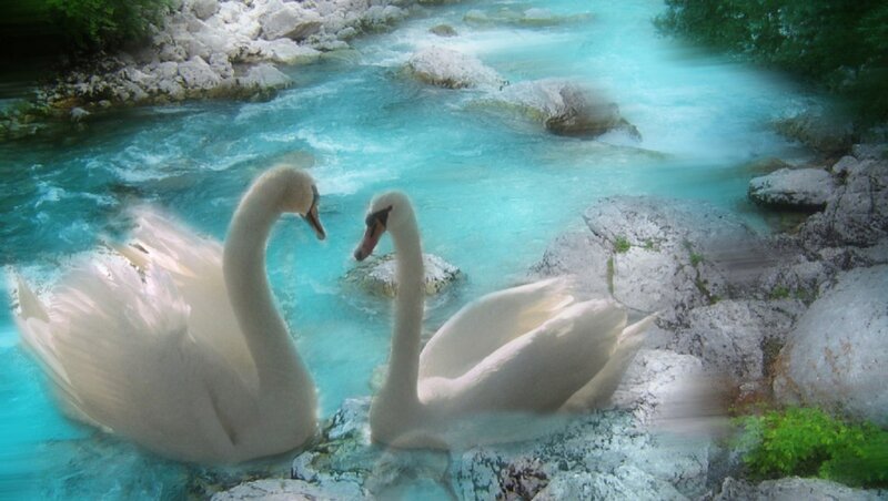 Two Swans in River