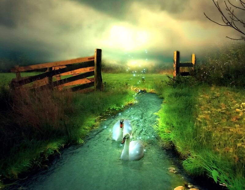 Two Swans in Stream