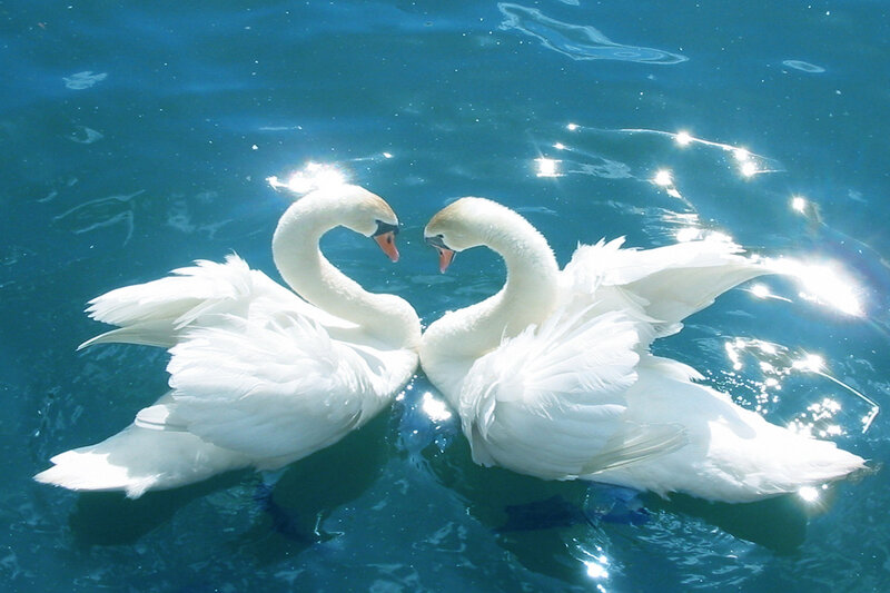 Two Swans in Water — Blue, Serene, Afternoon, Photograph, Sunlight