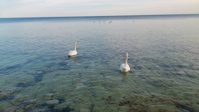 Two Swans in Water — Blue, Serene, Afternoon, Photograph