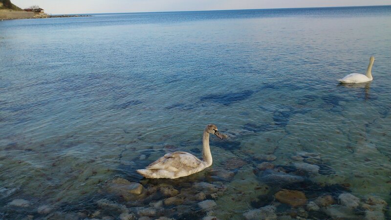Two Swans in Water — Blue, Serene, Afternoon