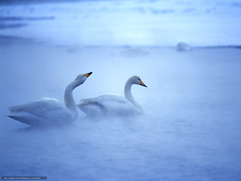 Two Swans in Water — Blue, Serene, Winter, Photograph, Fog