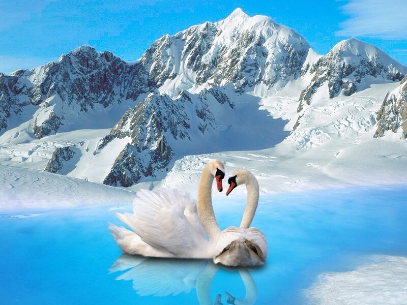 Two Swans in Water — Blue, Serene, Winter, Photograph