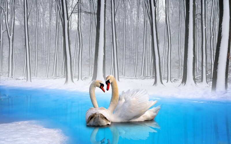 Two Swans in Water — Blue, Serene, Winter