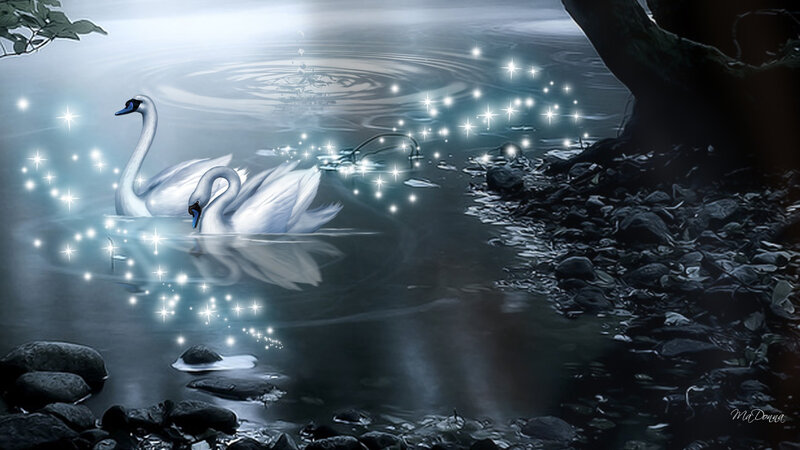 Two Swans in Water — Blue