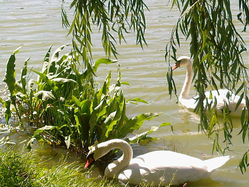 Two Swans in Water — Green, Serene, Afternoon