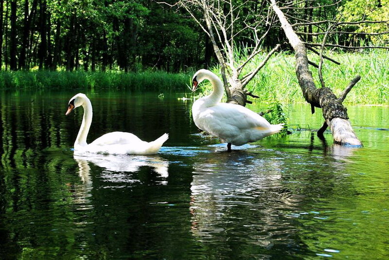 Two Swans in Water — Green