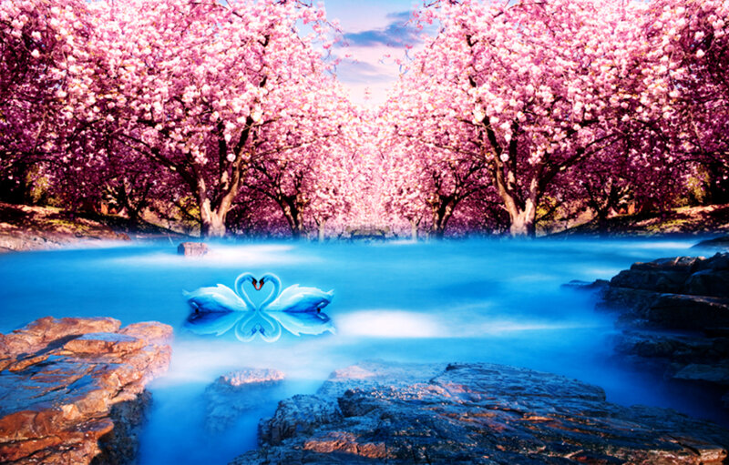 Two Swans in Water — Pink