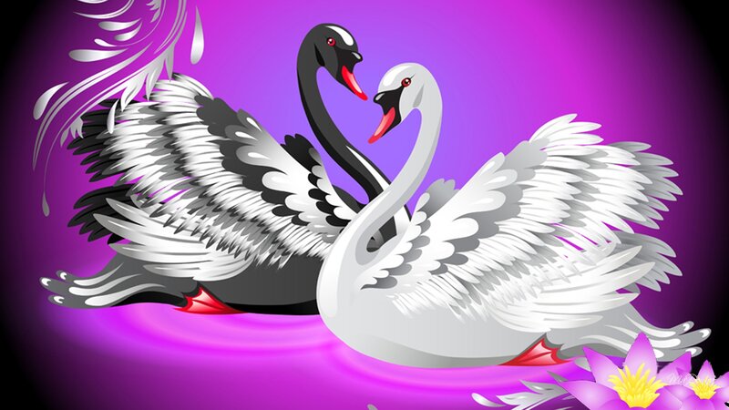 Two Swans in Water — Purple, Romantic