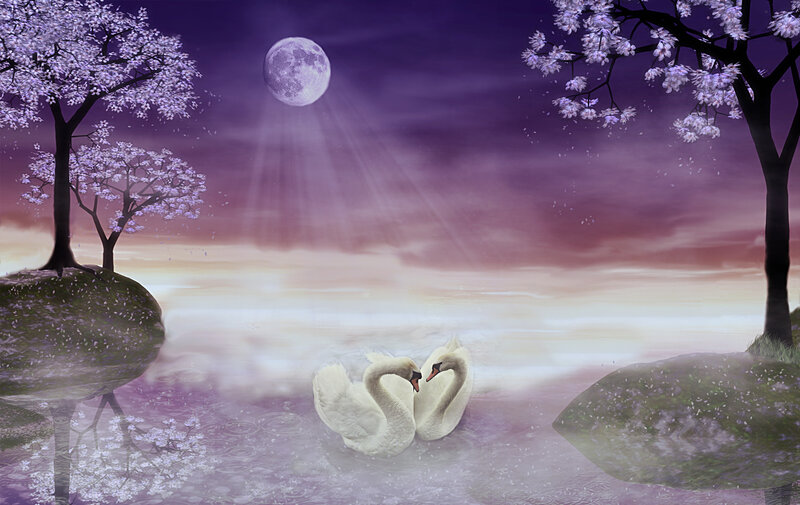 Two Swans in Water — Purple, Serene