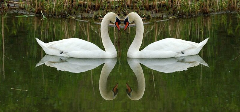 Two Swans in Water