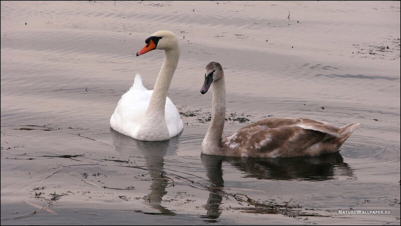 Two Swans in Water — White, Calm, Photograph, Sky