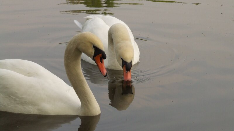 Two Swans in Water — White, Calm, Photograph, Swan