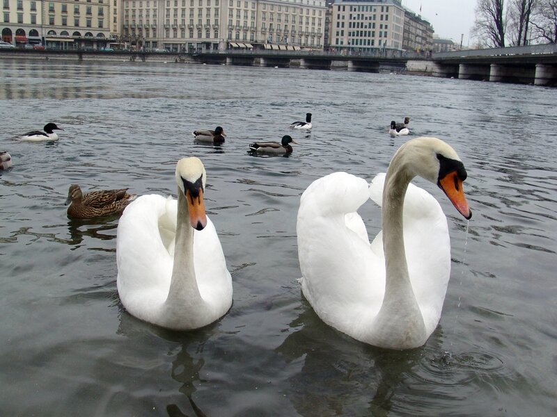 Two Swans in Water — White, Calm, Photograph