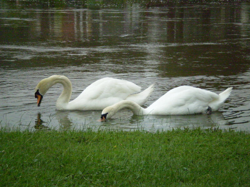Two Swans in Water — White, Calm