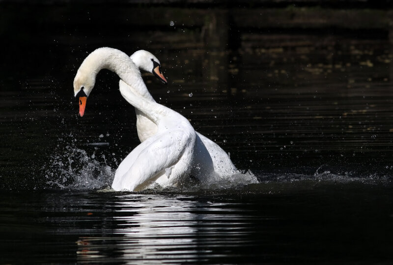 Two Swans in Water — White, Dramatic, Afternoon