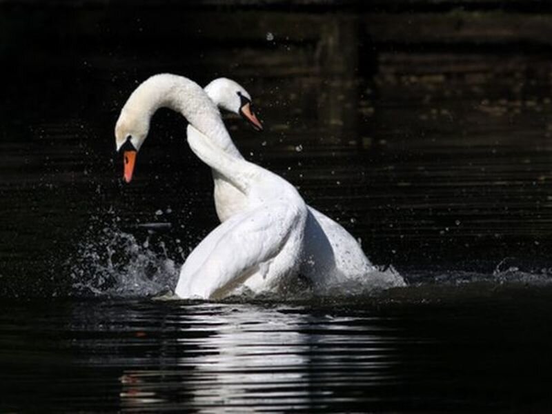 Two Swans in Water — White, Dramatic