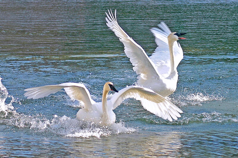 Two Swans in Water — White, Dynamic
