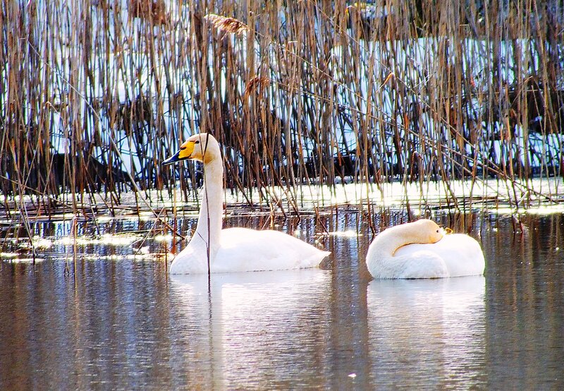 Two Swans in Water — White, Serene, Afternoon, Photograph, Reeds