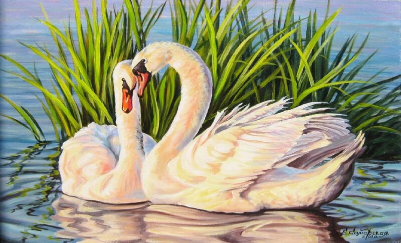 Two Swans in Water — White, Serene, Afternoon