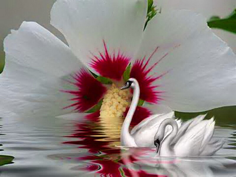 Two Swans in Water — White, Serene, Digital Art, Flower, Reflection
