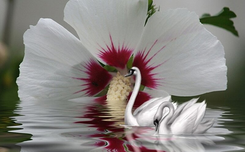 Two Swans in Water — White, Serene, Digital Art, Flower