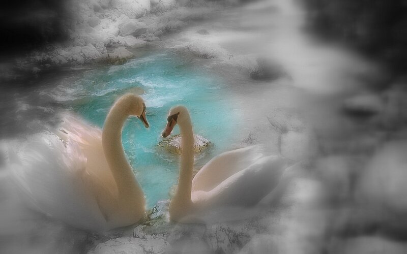 Two Swans in Water — White, Serene, Digital Art