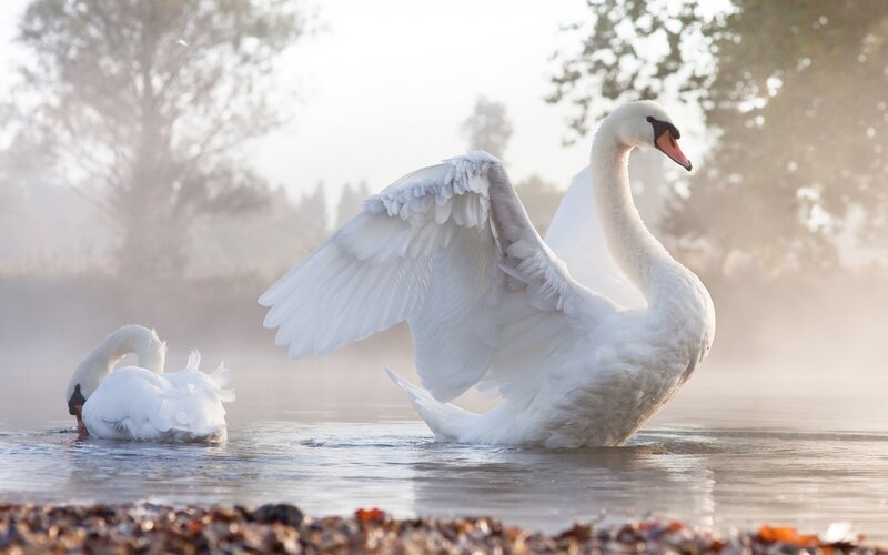 Two Swans in Water — White, Serene, Morning