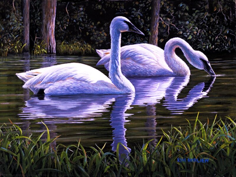 Two Swans in Water — White, Serene, Night