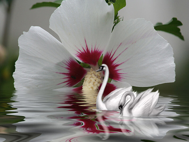 Two Swans in Water — White, Serene, Photograph