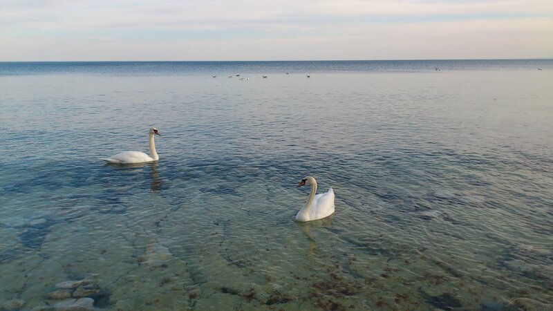 Two Swans in Water — White, Serene, Sunset