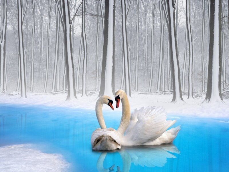 Two Swans in Water — White, Serene, Winter, Photograph