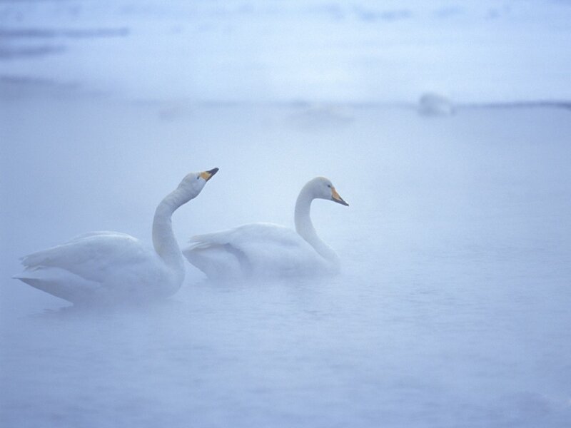 Two Swans in Water — White, Serene, Winter