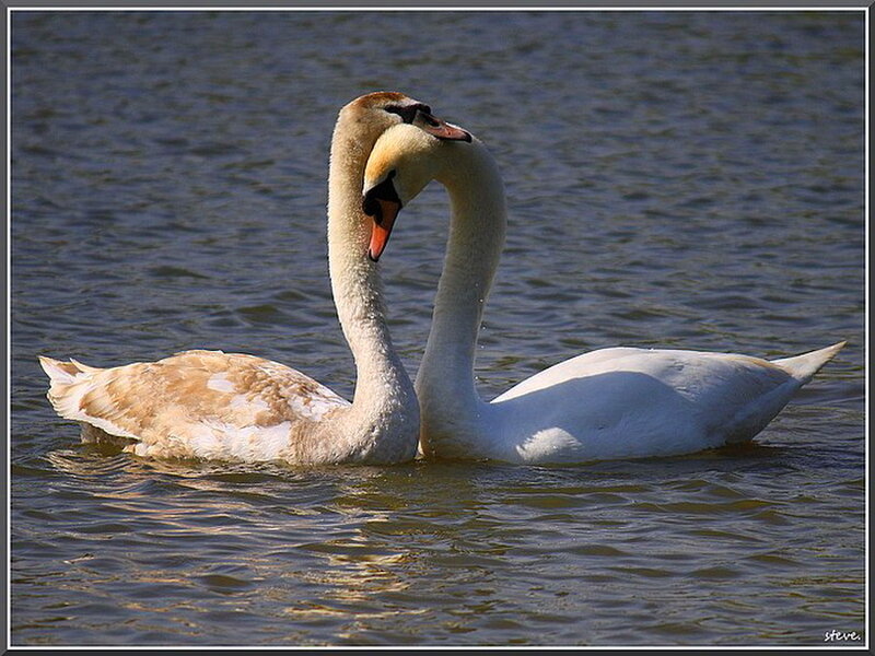 Two Swans in Water — White