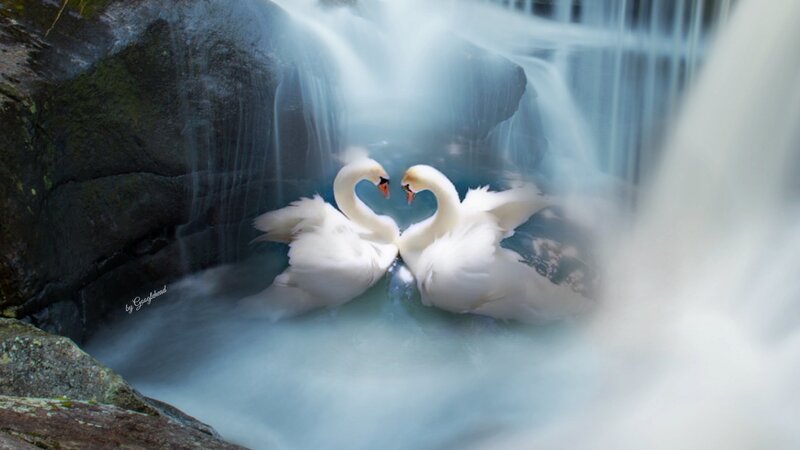Two Swans in Waterfall