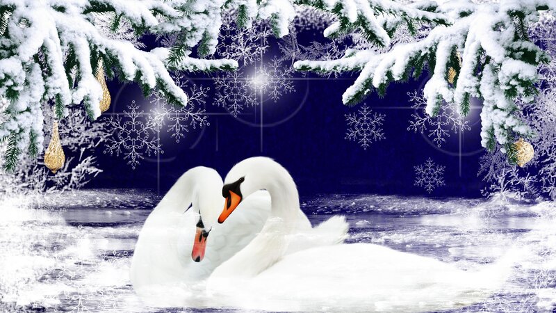 Two Swans in Winter