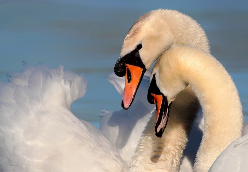 Two Swans Interacting