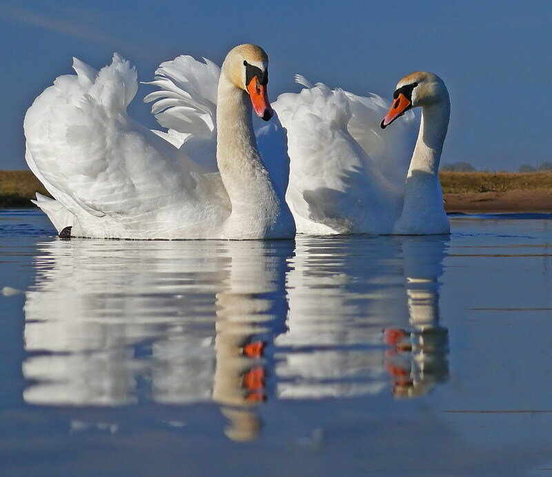 Two swans on a calm lake