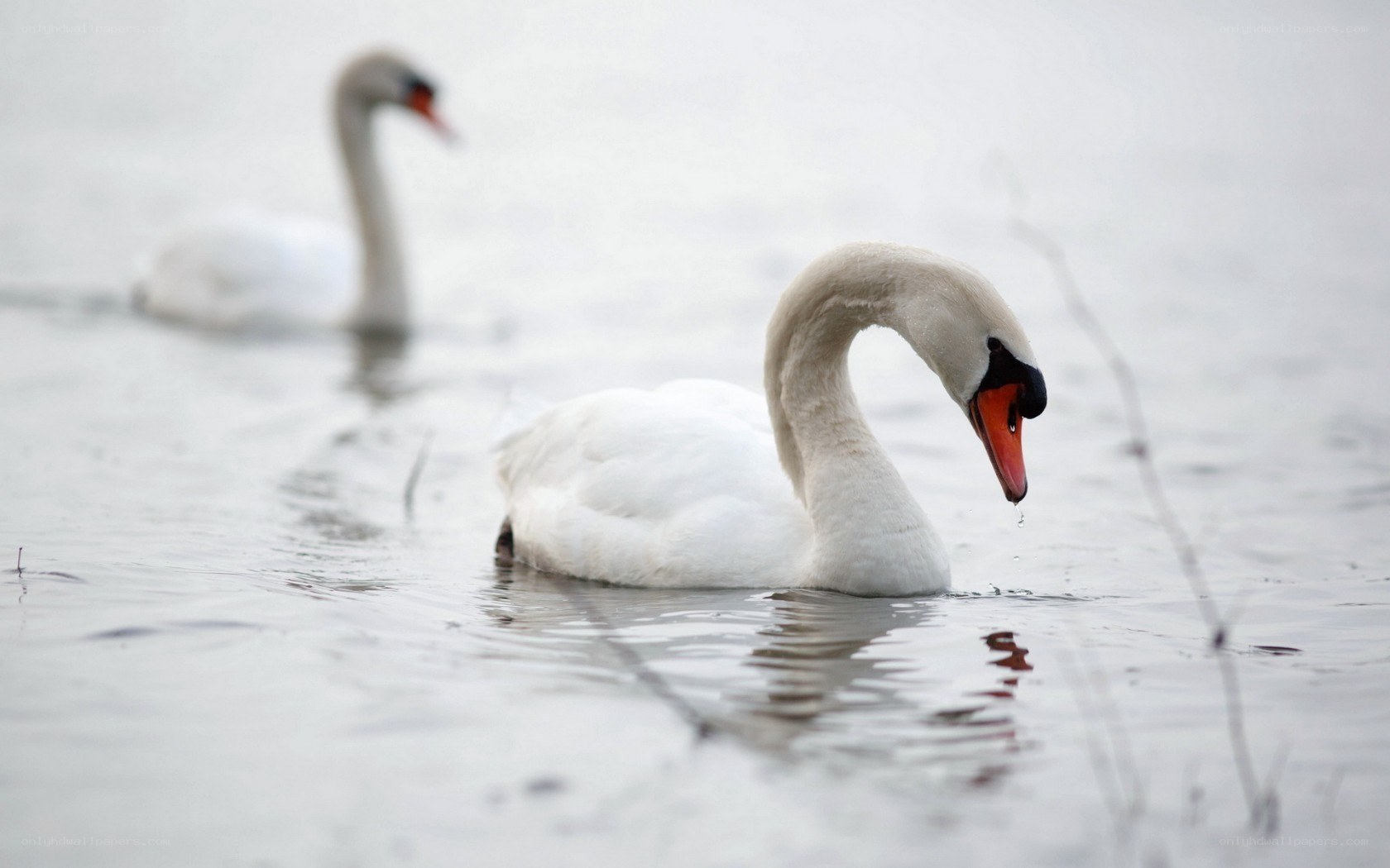 Two swans on a calm lake